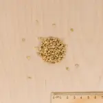 Potagères - Mâche à Grosse Graine - MEDIA_3D